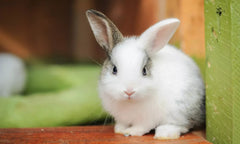 Barastoc Rabbit Pellets 20kg (SYD)