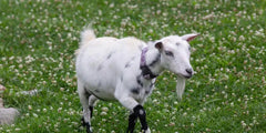 Barastoc Goat Pellet 20kg (SYD)
