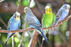 iO Budgie Mix 20kg (SYD) **