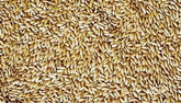 Avigrain Canary SEED 20kg (SYD) **