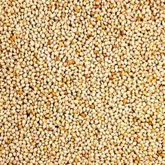 Avigrain White French 20kg (SYD) **