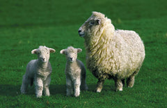 Zoetis Sheepguard LA 500ml **