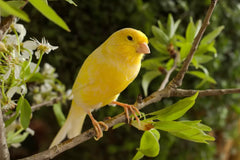 Avigrain Canary MIX 20kg (SYD) **