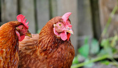 Laucke Red Hen Meat Bird 20kg (SYD)**