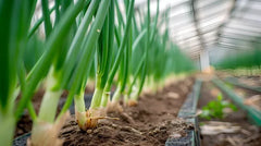 Measuring Jug 250ml **