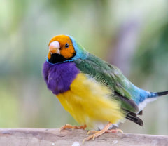 VF Wormout Gel 50ml - Worming Gel for Birds Targets Internal Parasites Worm