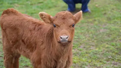 HRC Moxistar Cattle Pour On 500mls **