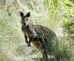 Barastoc Kangaroo & Wallaby 20kg (SYD) *