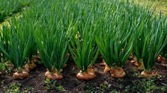 Amgrow Barmac Totril 10ltrs **
