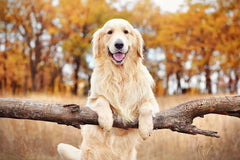 Stance Pet Tec Stay Active 4 Dogs 600g *
