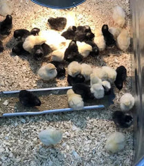 AO Chick Starter Crumble 25kg ##