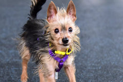 BFA B-Complete Canine Banana Crush 2.5k*