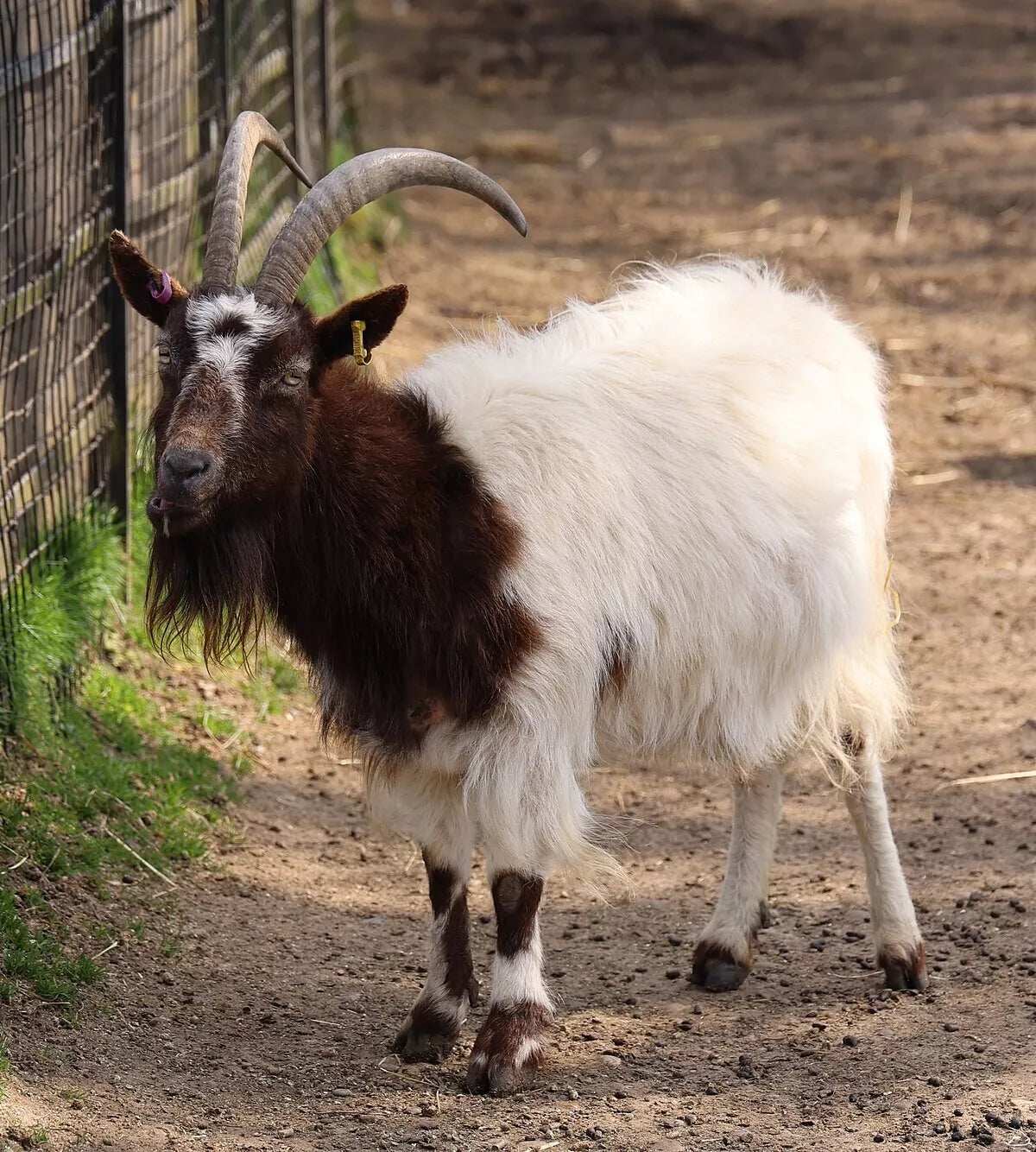 Barastoc Goat Mix 20kg (TAM) **