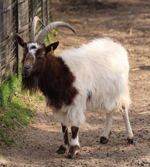 Barastoc Goat Mix 20kg (TAM) **
