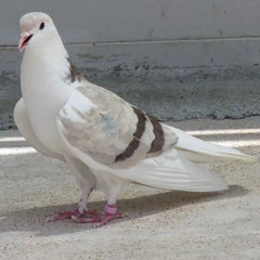 Laucke Pigeon Race & Breed 20kg (SHE)