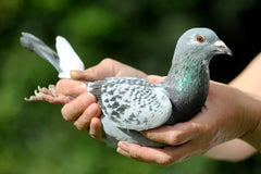 Laucke Pigeon Race & Breed 20kg (SHE)