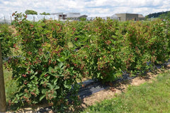 Mudgee Dolomite 25kg **@@