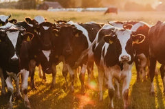 Bayer Quickbayt 2kg **@@
