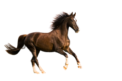 Horse Running
