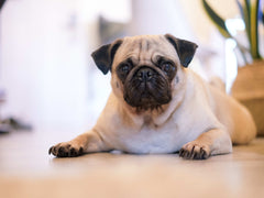 Advance Puppy Large Breed Chicken & Rice 20kg – Supports Healthy Growth And Development