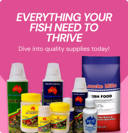 Everything your fish need to thrive