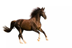 Virbac Recharge Horse 1ltr **@@