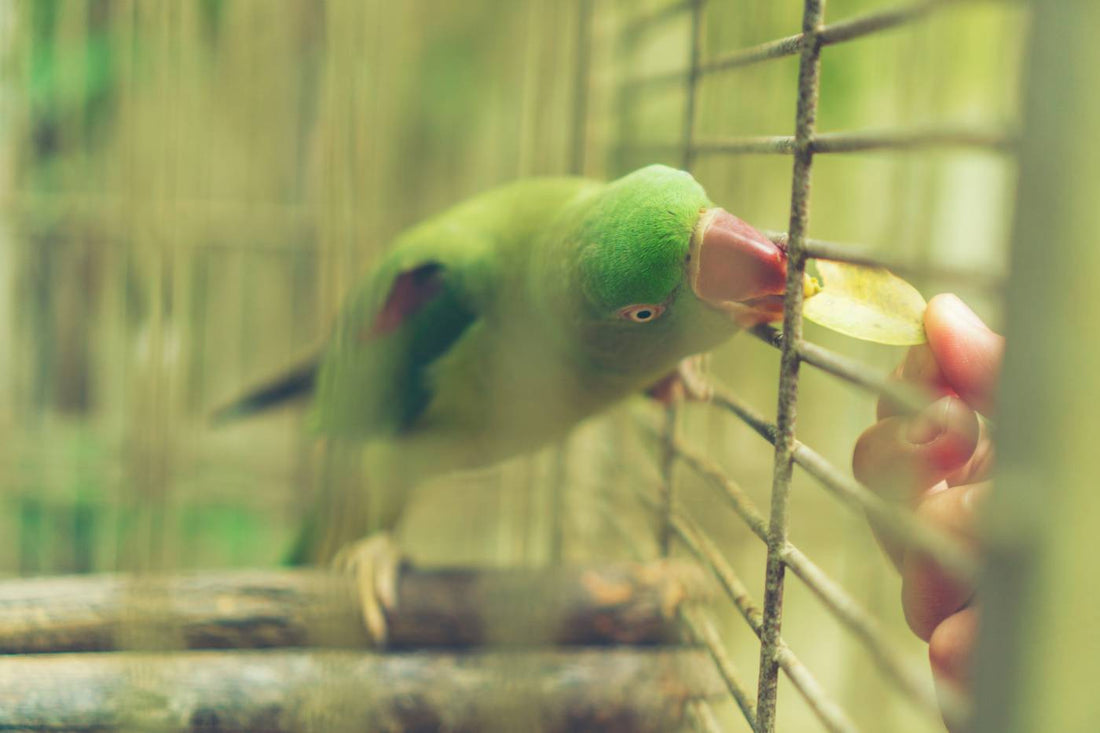 Exploring the Needs of Aviary Birds in Australia