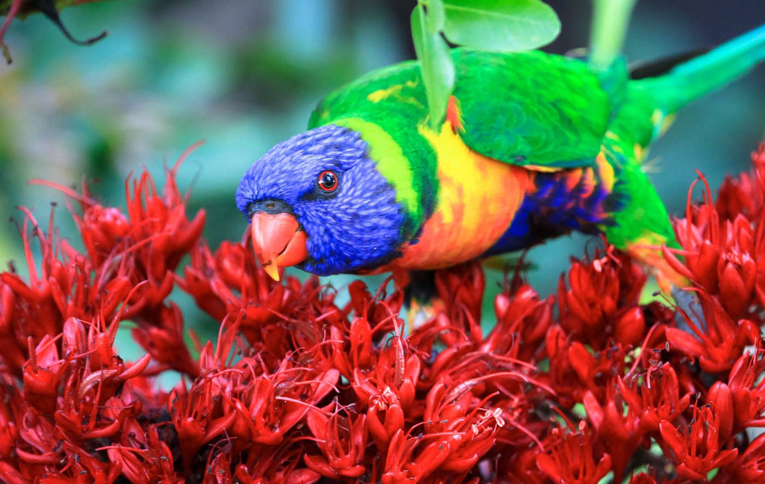 Decoding Australian Pet Bird Personalities: Contrasting Traits of Large and Small Avian Companions