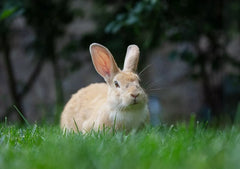 Barastoc Rabbit Pellets 20kg (SYD)