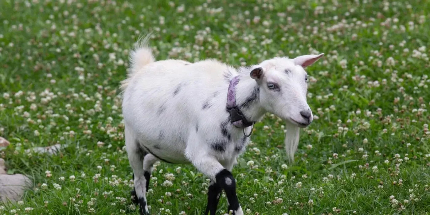 Barastoc Goat Pellet 20kg (SYD)