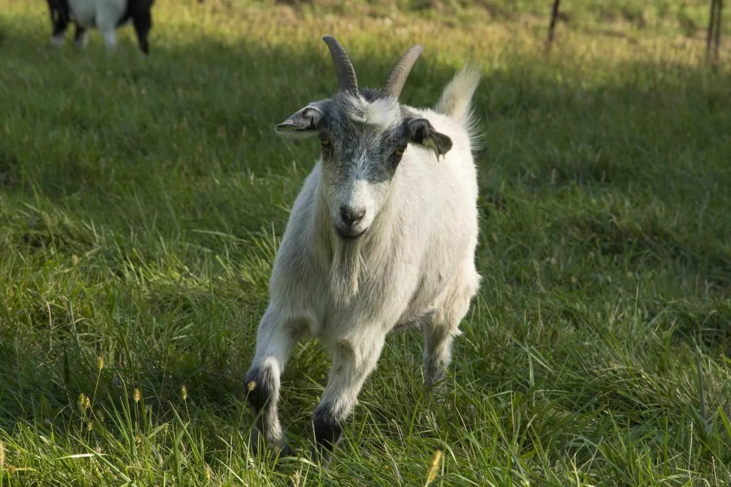 Barastoc Goat Pellet 20kg (SYD)