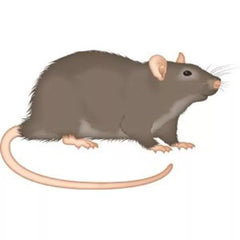 Bayer Racumin Paste 5kg **