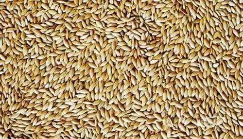 Avigrain Canary SEED 20kg (SYD) **