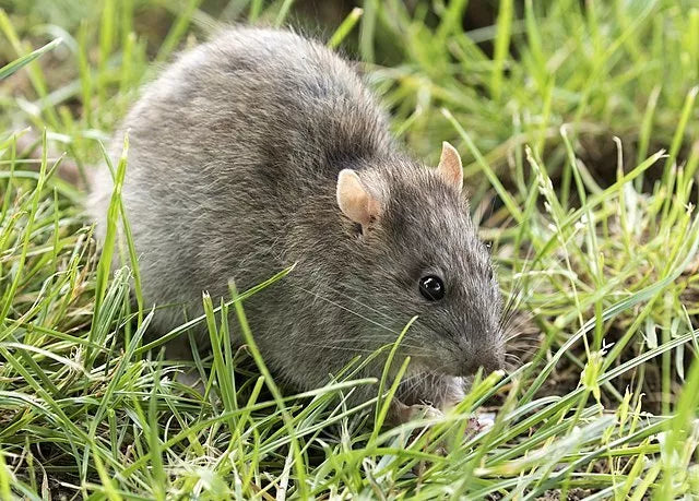 Bayer Racumin Rat & Mouse Blocks 5kg **