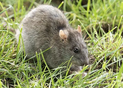 Bayer Racumin Rat & Mouse Blocks 5kg **