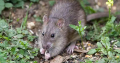 Bayer Racumin Rat & Mouse Blocks 5kg **