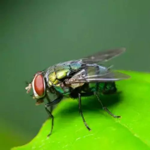 UPL Le-Mat 290 Sl 10ltr **