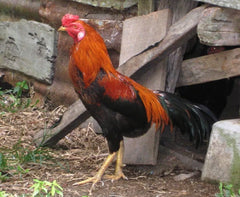 Laucke Red Hen 17 20kg (SYD) **
