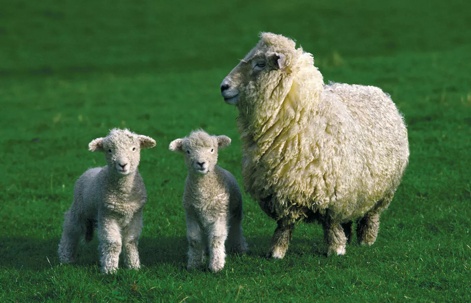 Zoetis Sheepguard LA 500ml **