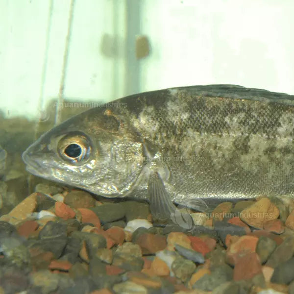 Laucke Fish Food 20kg (TAM) **