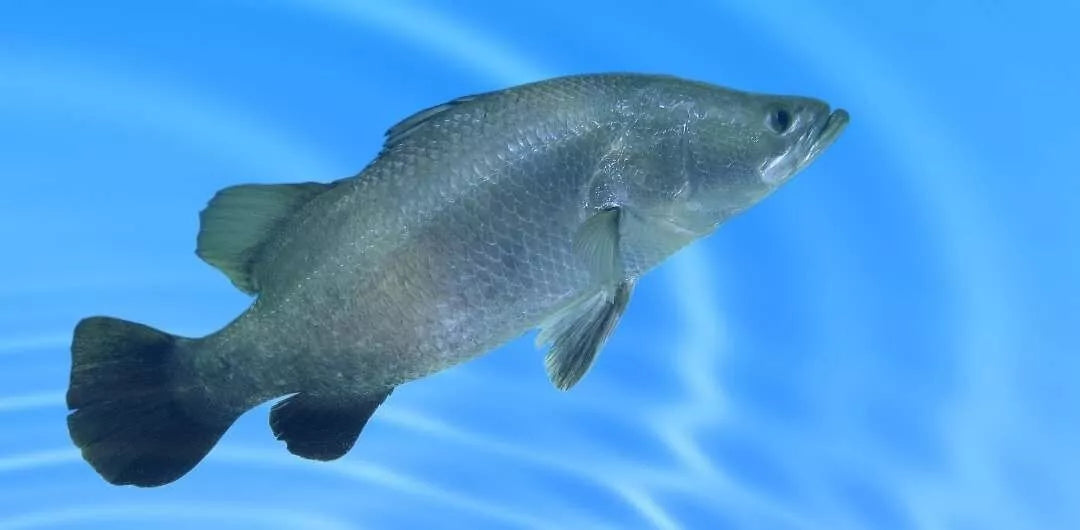 Laucke Fish Food 20kg (TAM) **