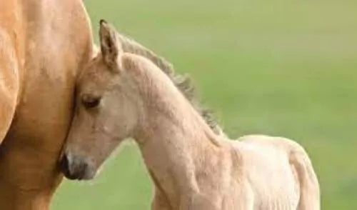 Tuffrock Foal Plus 1lt **
