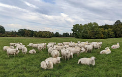 Rumevite Sheep & Cattle 20kg (SYD)