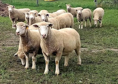 Rumevite Sheep & Cattle 20kg (SYD)