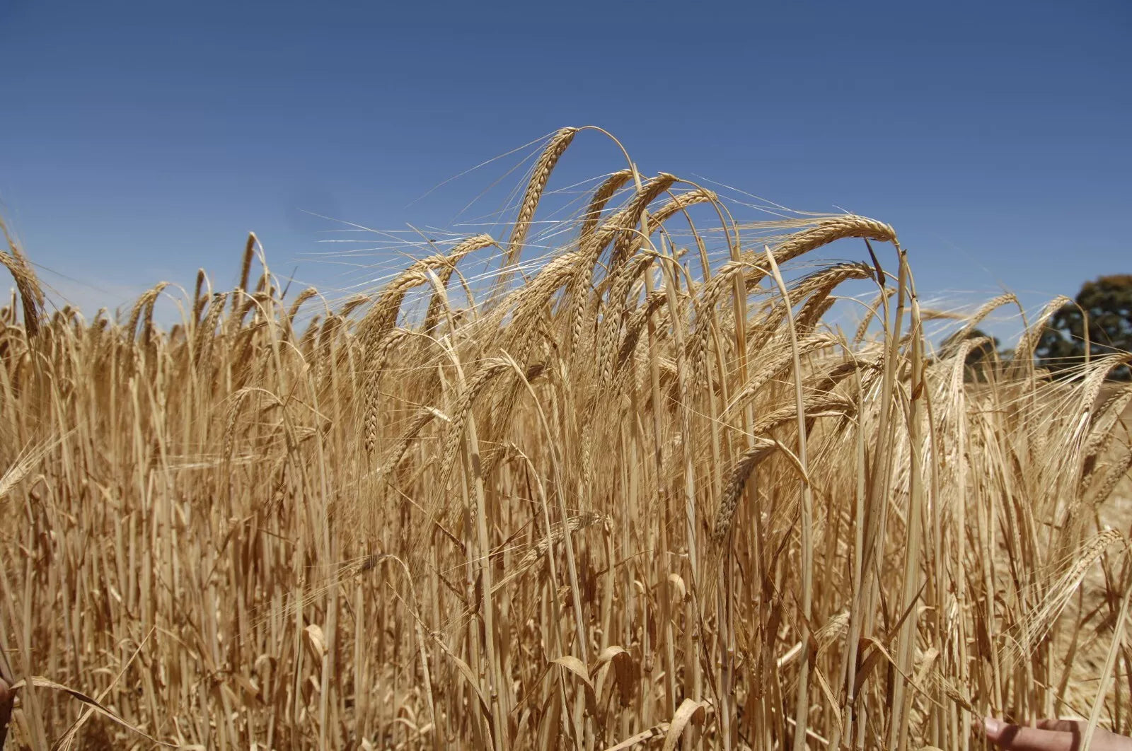 Apparent Fireball Fluroxypyr 400 10lt **