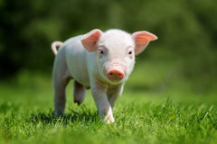 Sykes Big L Pig and Poultry 1lt **