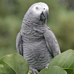 WFP Wombar Lorikeet & H/E Food 1.5kg *
