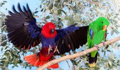 WFP Wombar Lorikeet & H/E Food 1.5kg *
