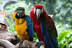 WFP Wombar Lorikeet & H/E Food 1.5kg *
