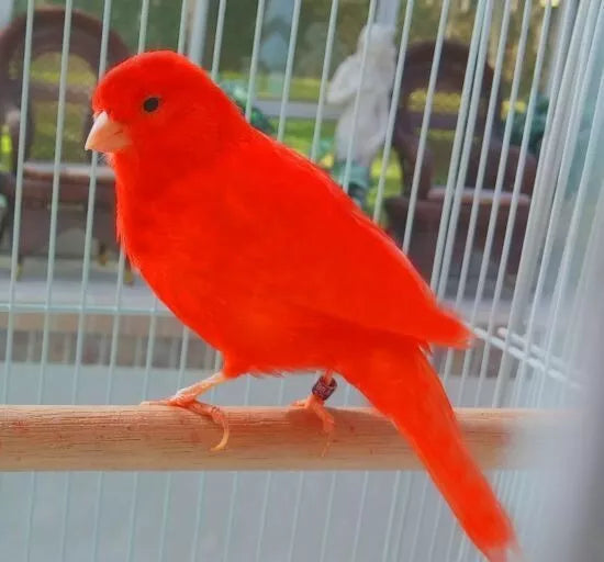 WFP Wombar Lorikeet & H/E Food 300g *